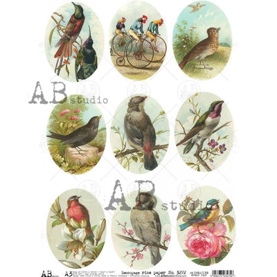 Bird Portraits Medallions Decoupage Rice Paper A3 Item No. 3272 by AB Studio