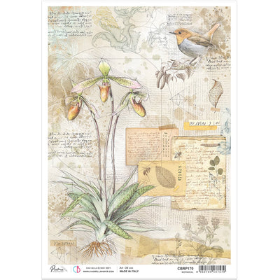 Botanical - A4 Rice Paper Sign of the Times Ciao Bella Collection