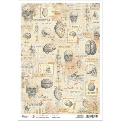 Human Anatomy - A4 Rice Paper Sign of the Times Ciao Bella Collection